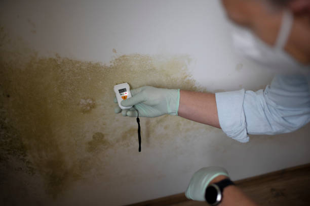 Best Insurance-Related Mold Remediation in St City, AR